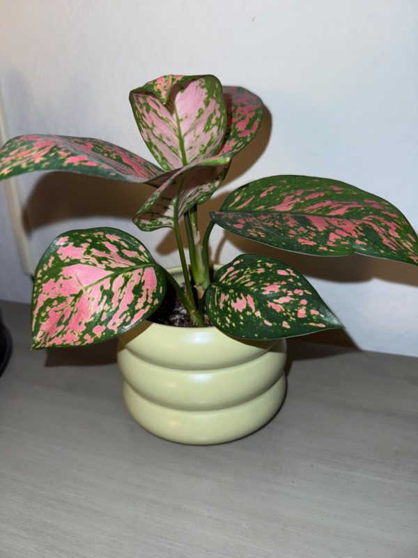 Imagen #1 de Manuel Tavares