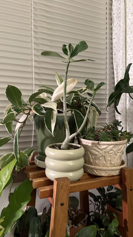 Imagen #1 de Marcos Peirano